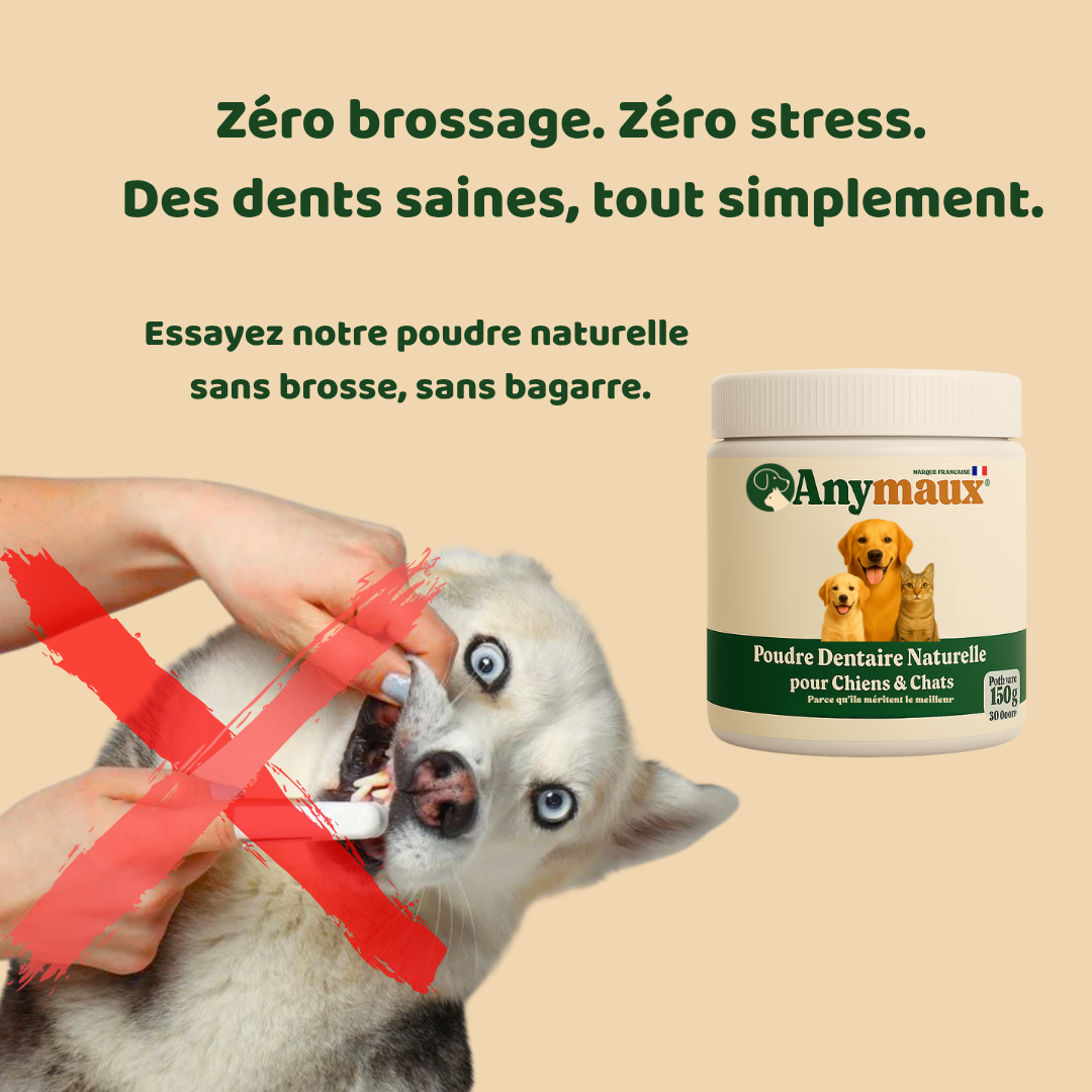 Poudre Dentaire Chiens & Chats