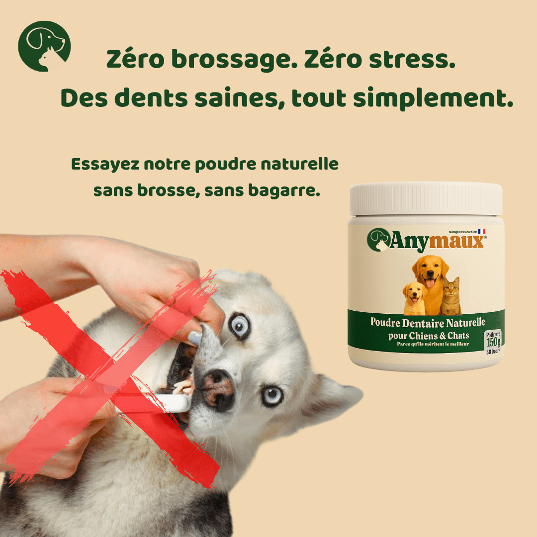 Poudre Dentaire Chiens & Chats – pack Poudre Dentaire Chiens & Chats par Anymaux