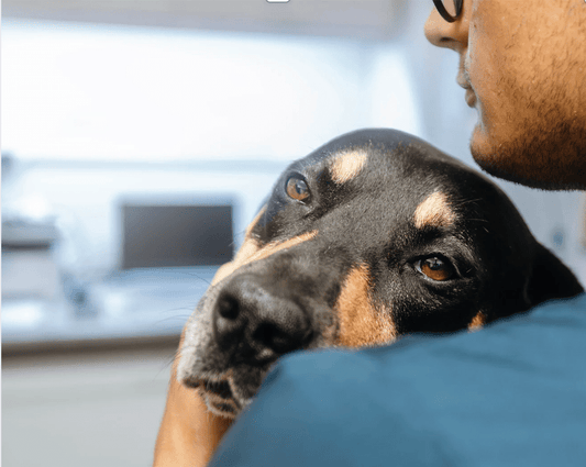 🦷 Santé dentaire du chien : prévenir tartre et maladies - Anymaux