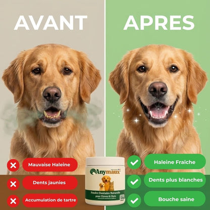Poudre Dentaire Pour Chiens – pack Poudre Dentaire Pour Chiens par Anymaux